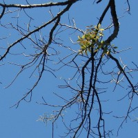 Spondias pinnata (L.f.) Kurz